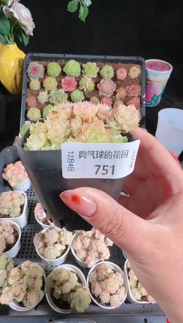 1204-751多肉群生不包整