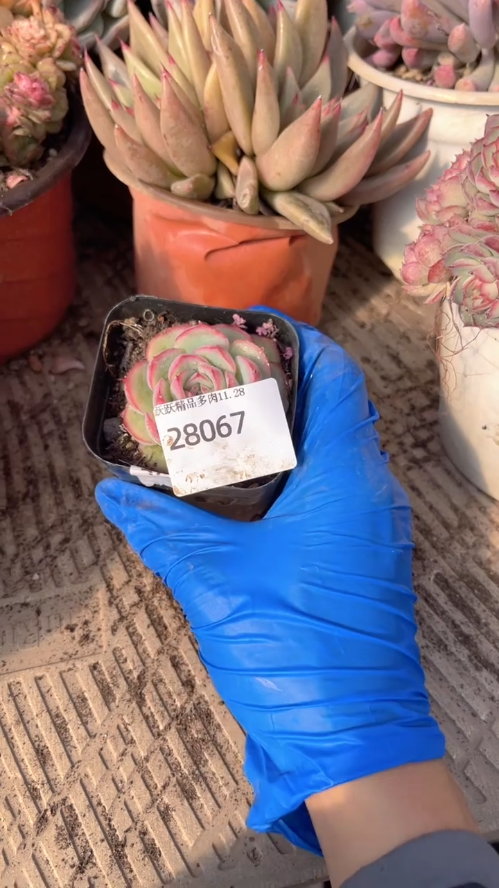 若***?跃跃精品多肉28067