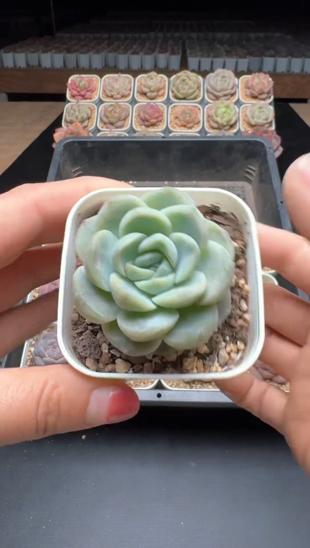 【闪购商品】735号一物一拍珍妮多肉花卉植物3颗起发