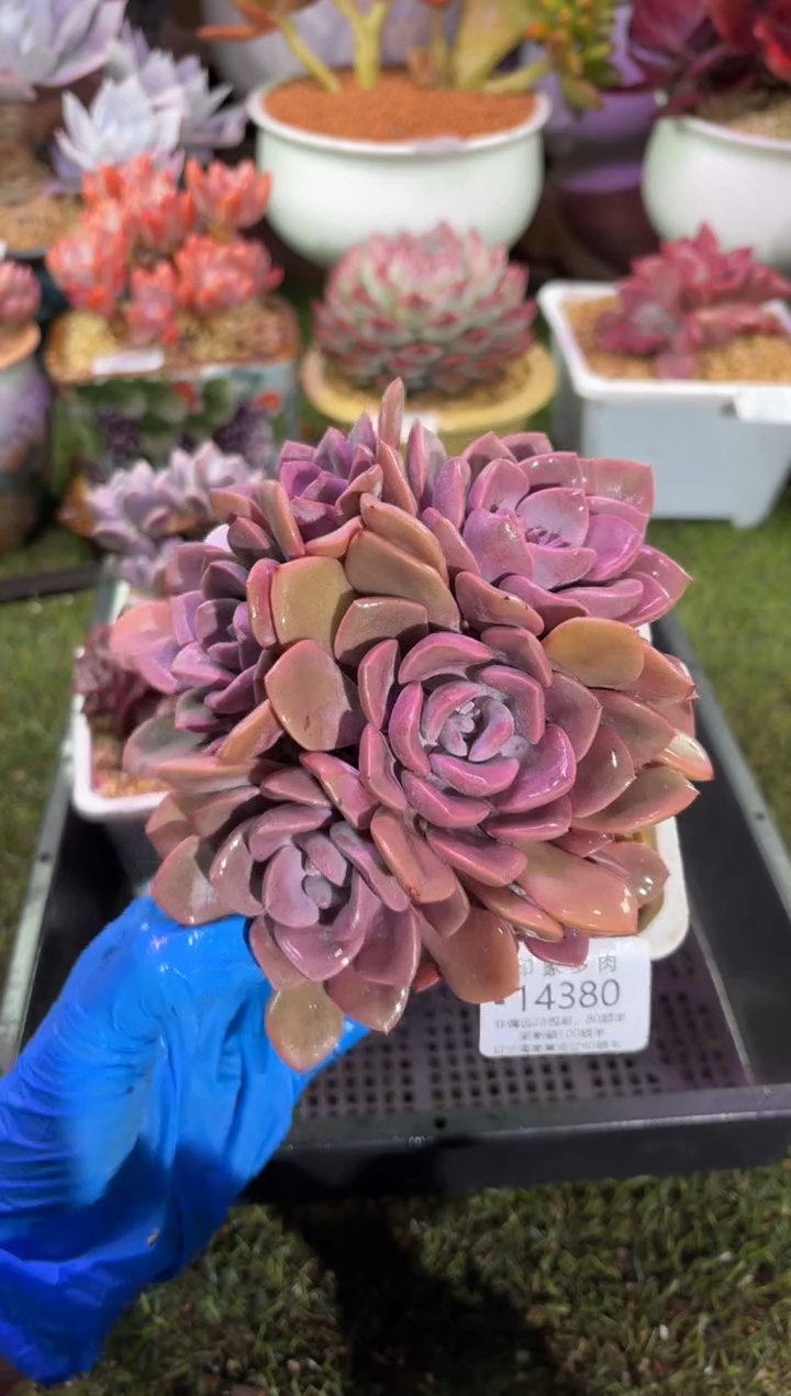 【闪购商品】14380