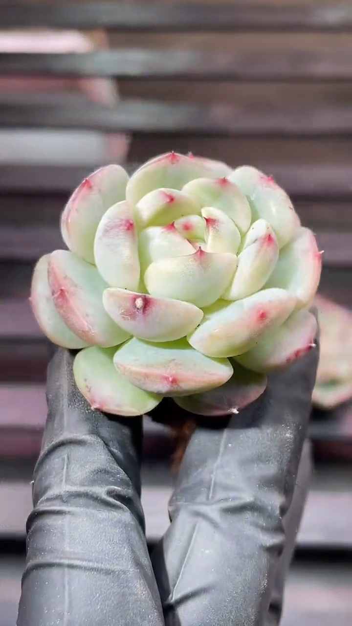 35-74 大宽白3-4厘米量拍发一颗