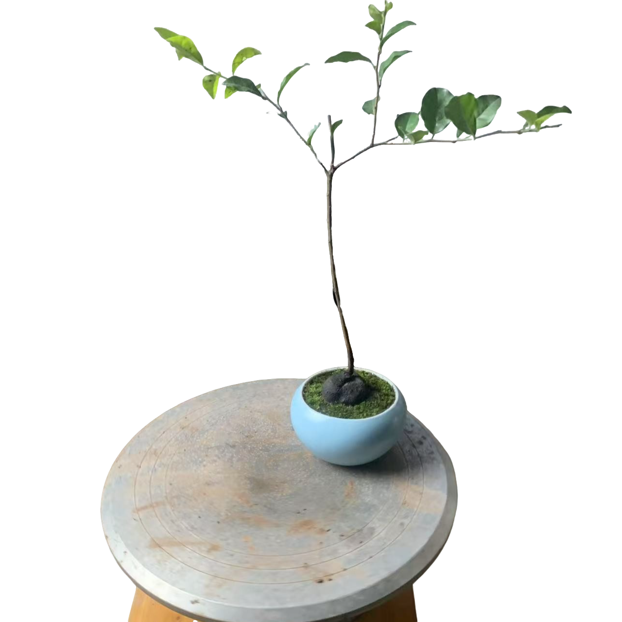 灌木金弹子，盆景素材性价比高，盆景爱好者不要错过哟