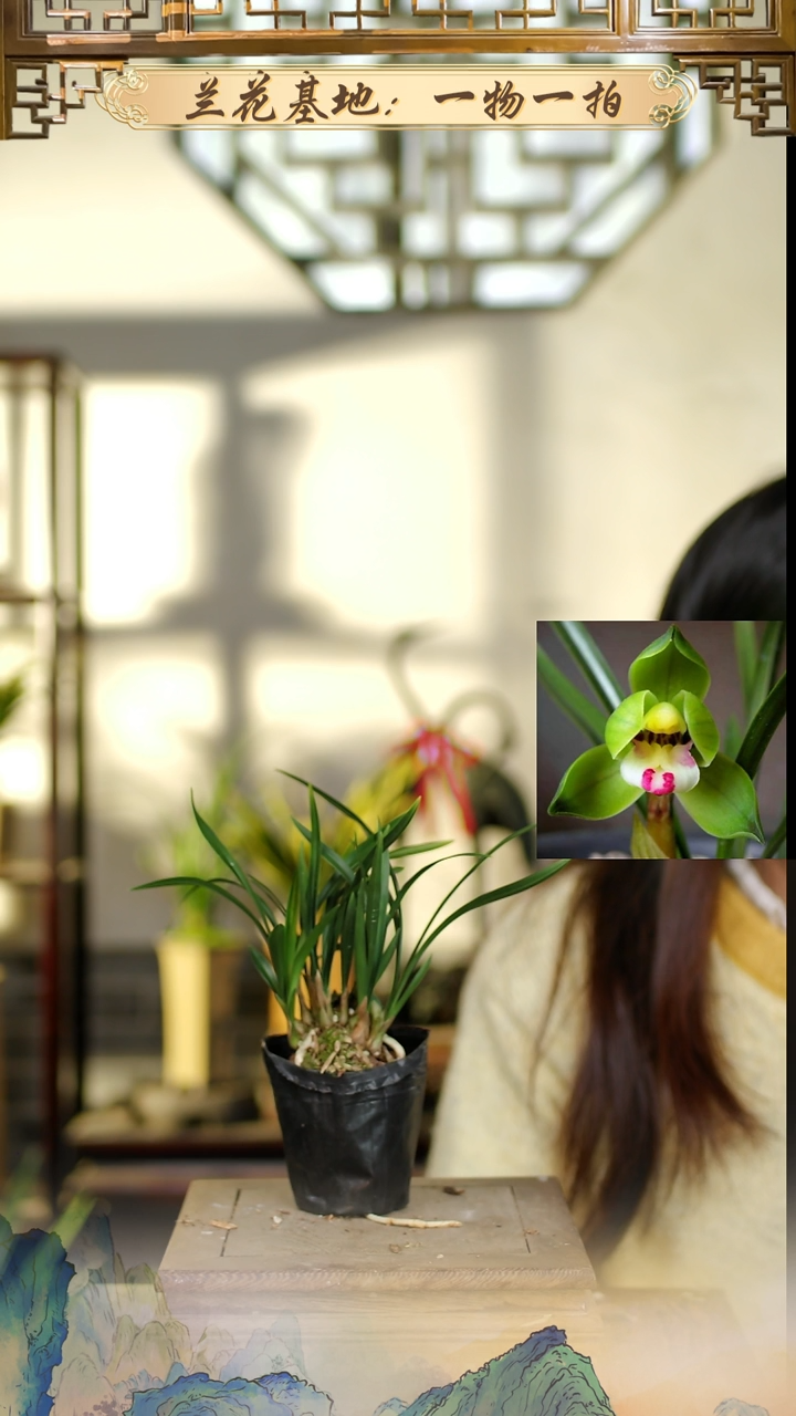 全部花苞翠盖荷8苗2花苞