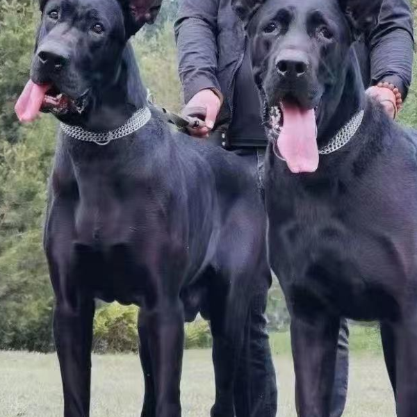 小孙家的黑狼犬快乐小狗高级宠物伴侣犬大型犬宠物看家护院陪伴1