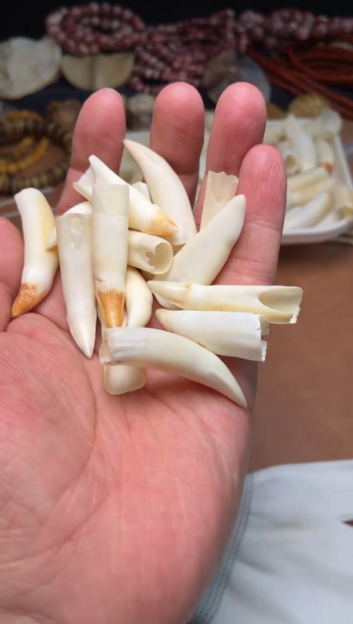 鳄鱼牙吊坠杂件940-鳄鱼牙吊坠