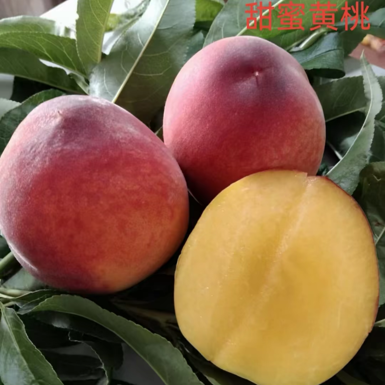甜蜜黄桃一年生种子