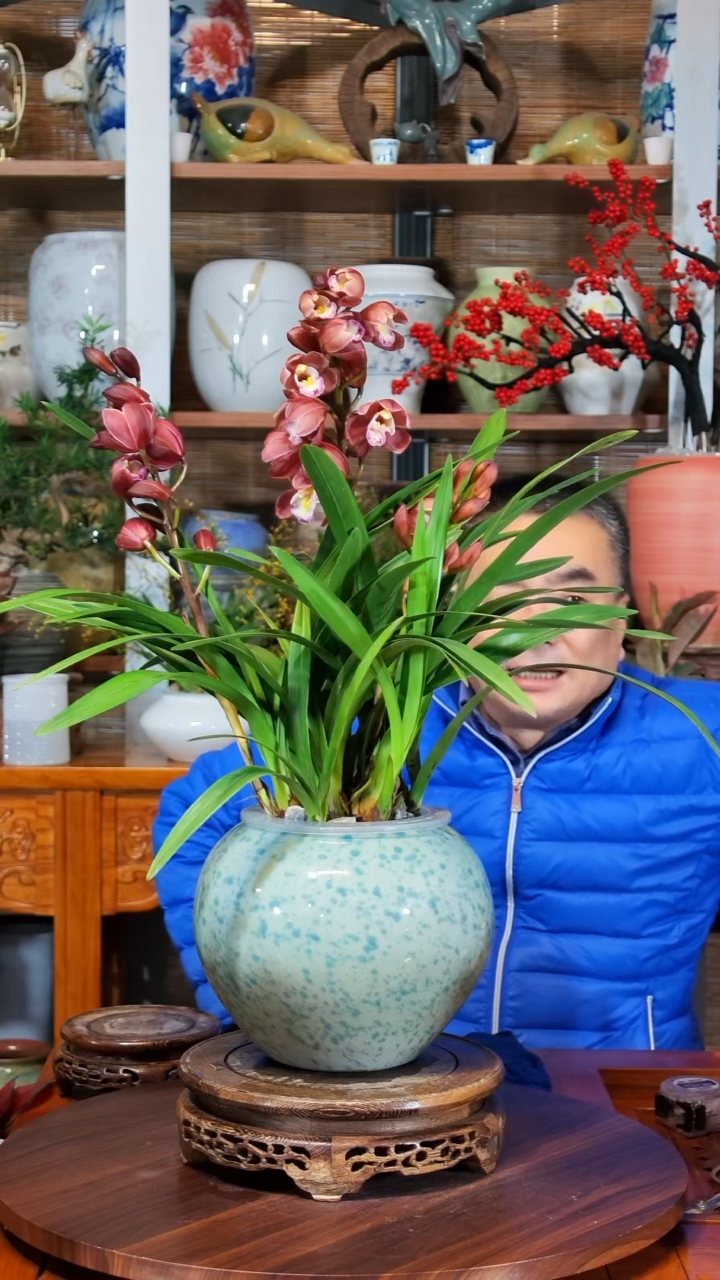 无花朵米***7水之韵水培兰花