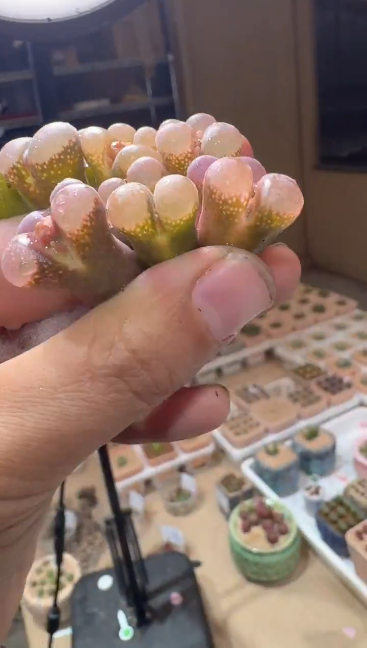 82多肉植物肉锥紫露一颗