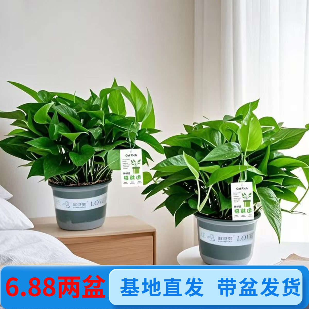 【618宠粉福利】精品水土培大绿萝盆栽室内花卉绿植物大型客厅好养