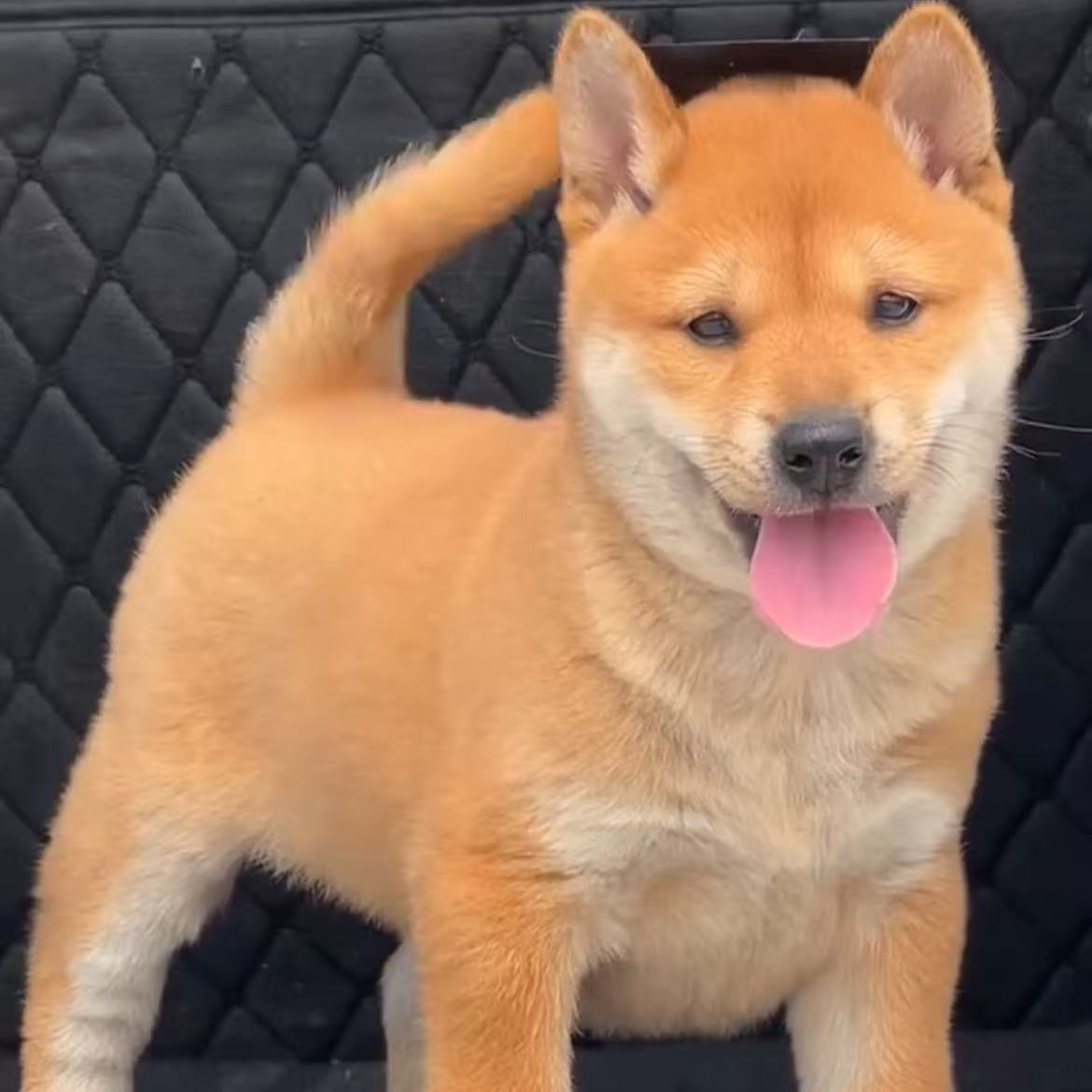 直播专用链接，根据主播提示下单，直接拍无效，谢谢。