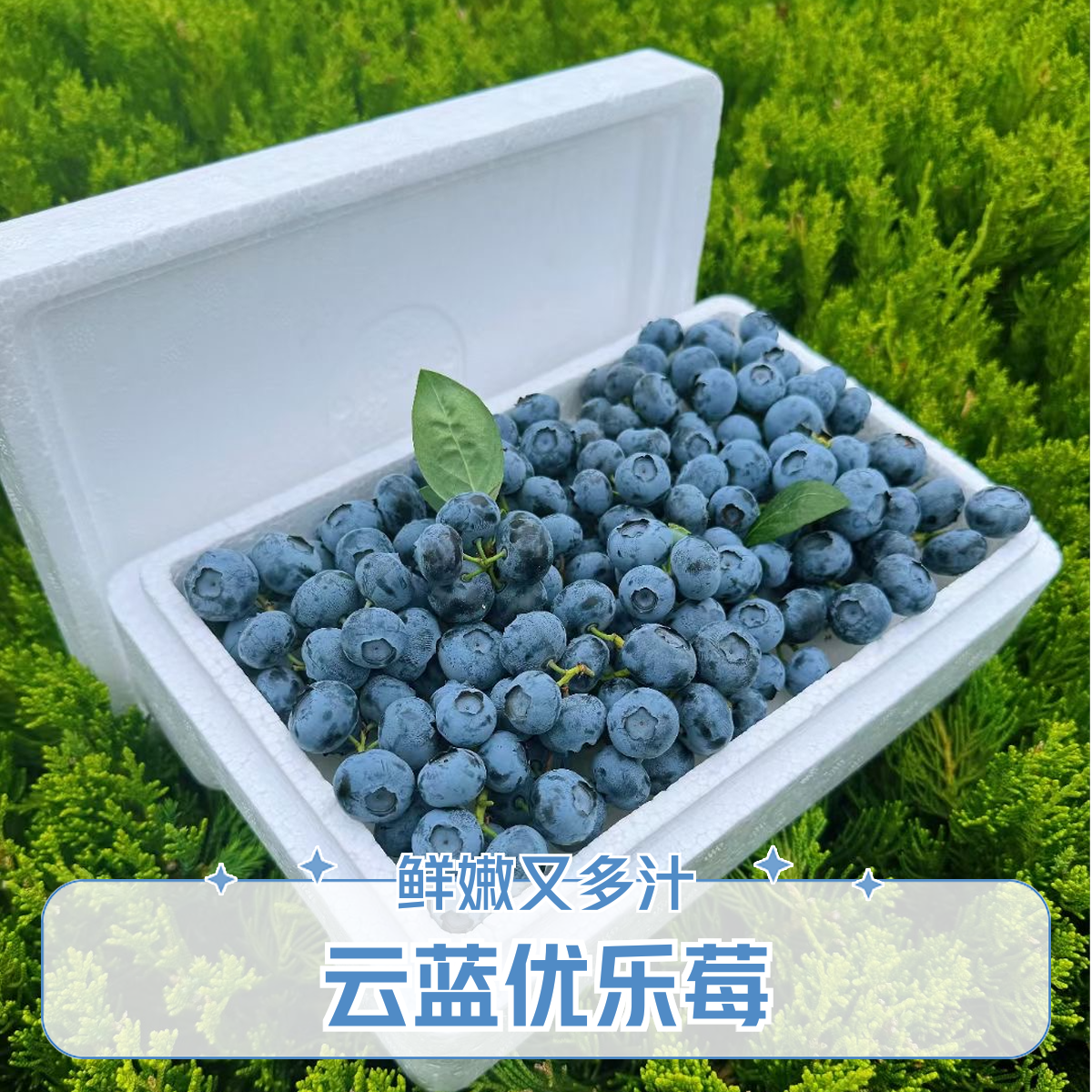 云南蓝莓新鲜蓝莓鲜果宝宝辅食应季水果400克 带果杆摘 顺丰京东