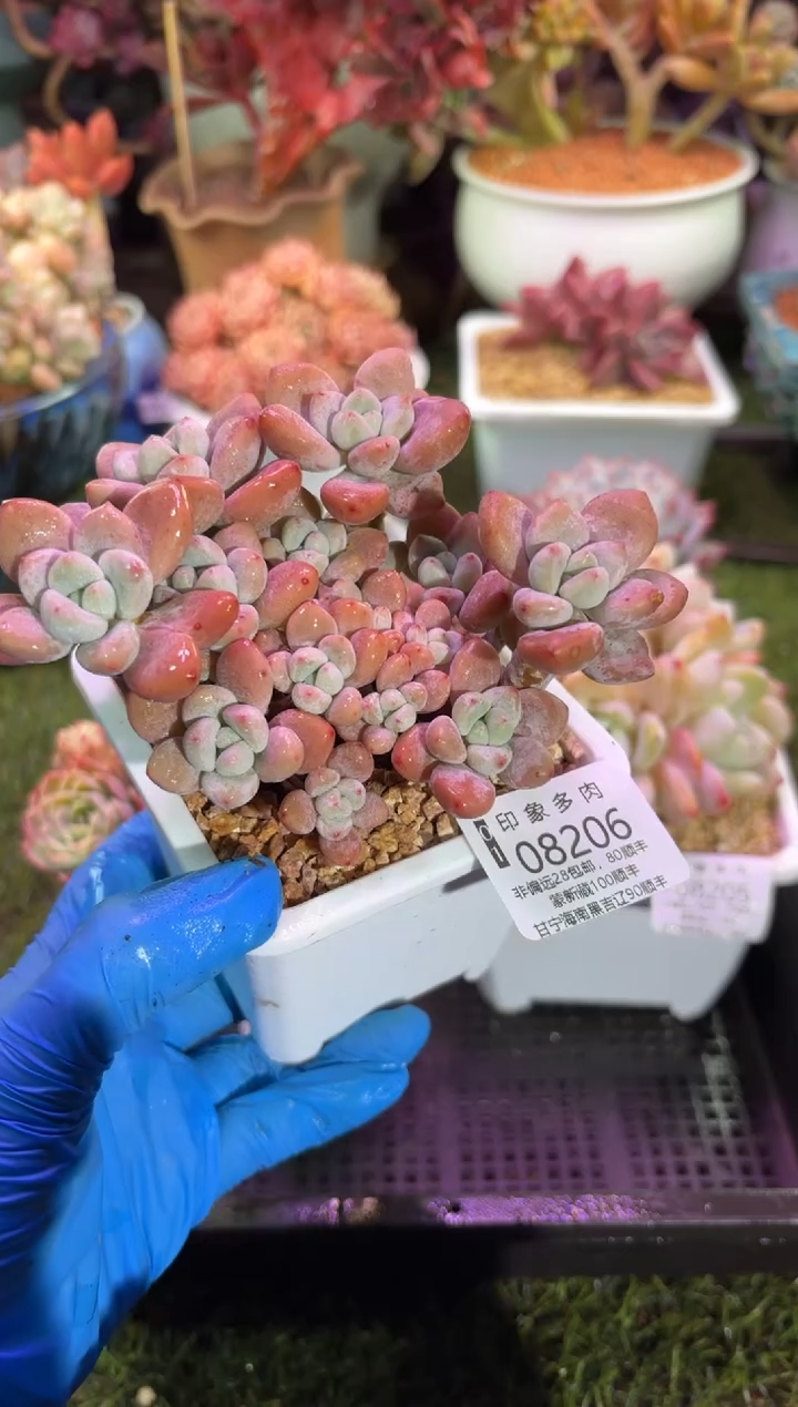 【闪购商品】08206