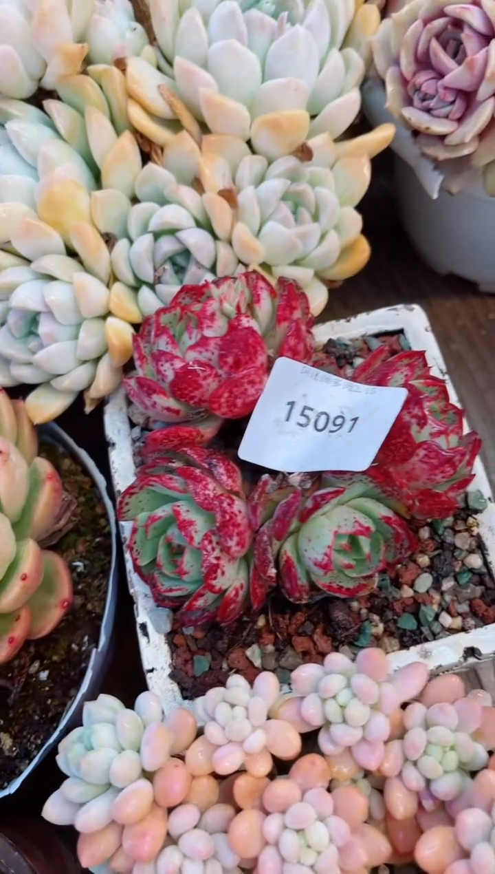 【闪购商品】15091