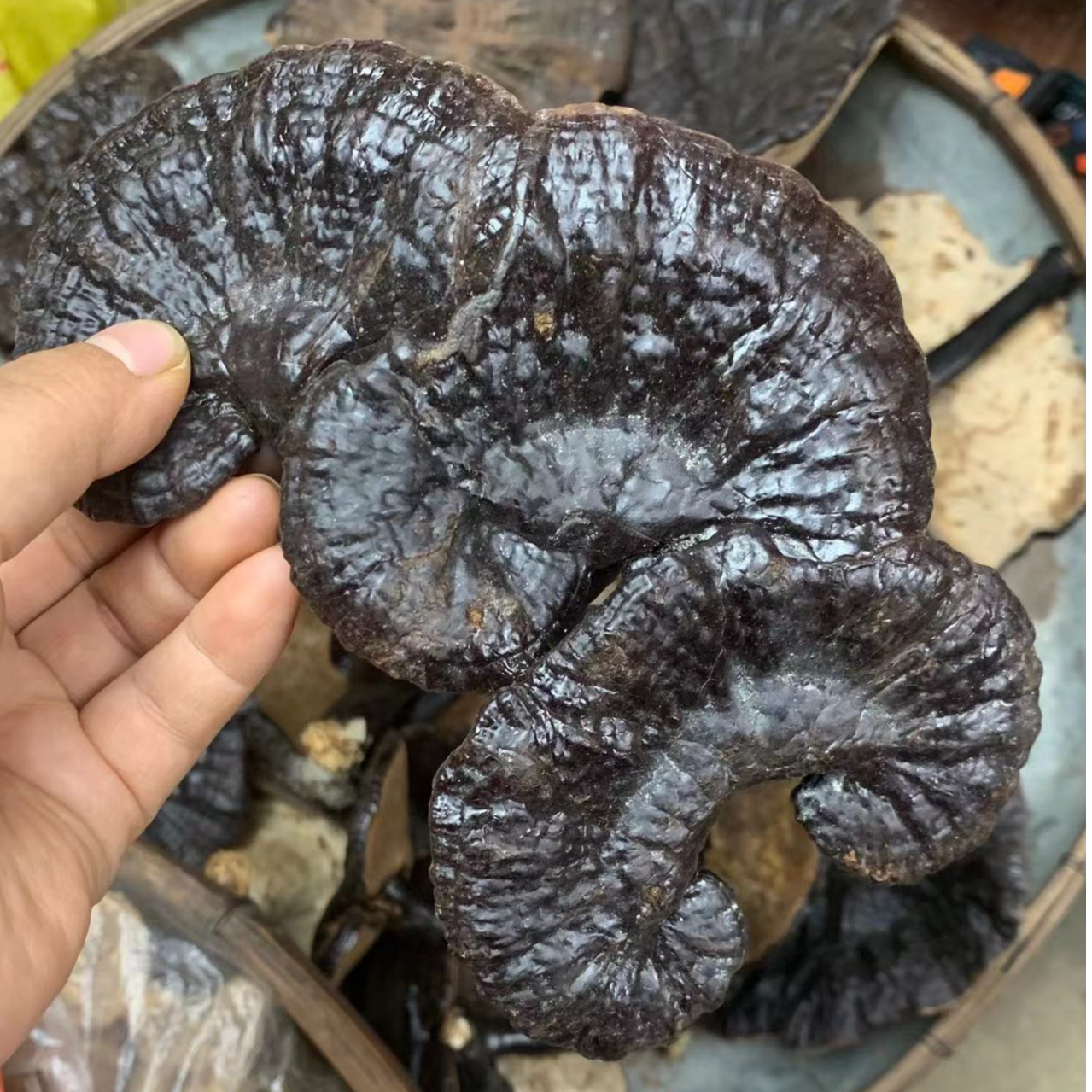 紫灵芝 神农架农户自采自晒干货250g  LQ