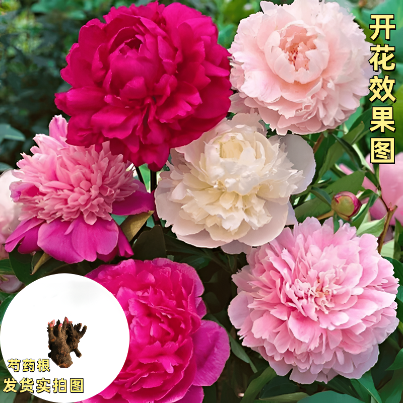 芍药根重瓣芍药花苗种根花卉盆栽浓香芍药花庭院阳台种植商品图
