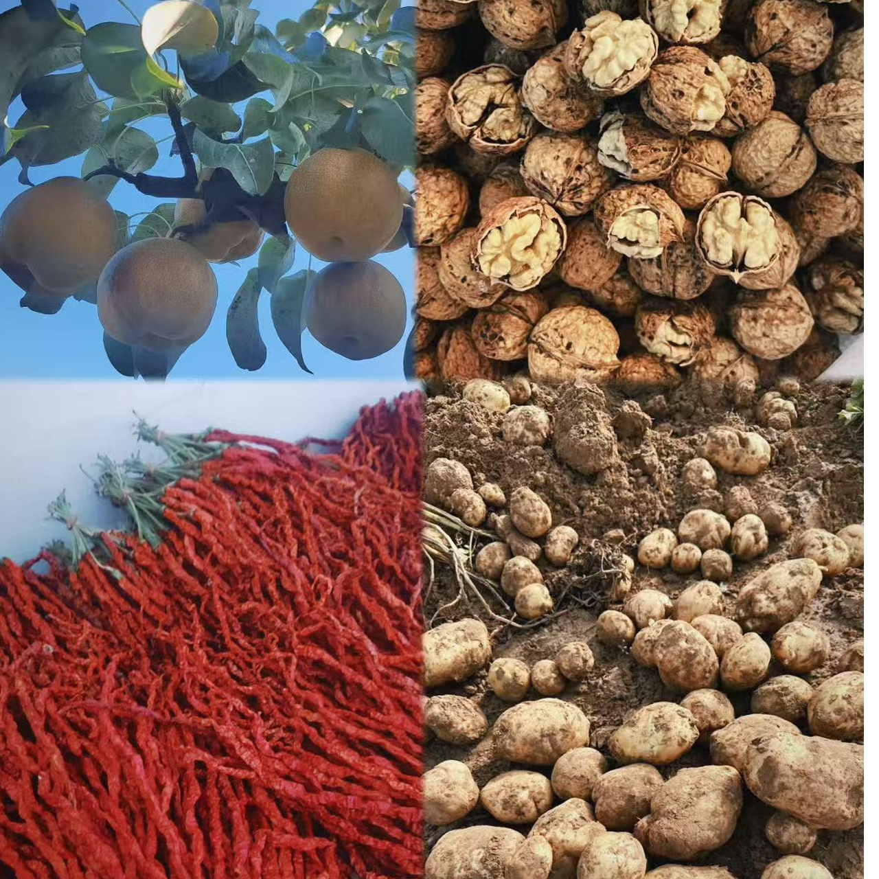 臭药 威宁山间农货 助力农货出山 农民现场售卖