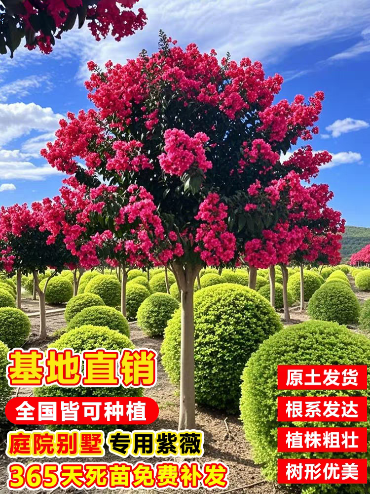全国最大川红紫薇果户外老桩花卉基地一年内不活免费补发耐寒耐旱