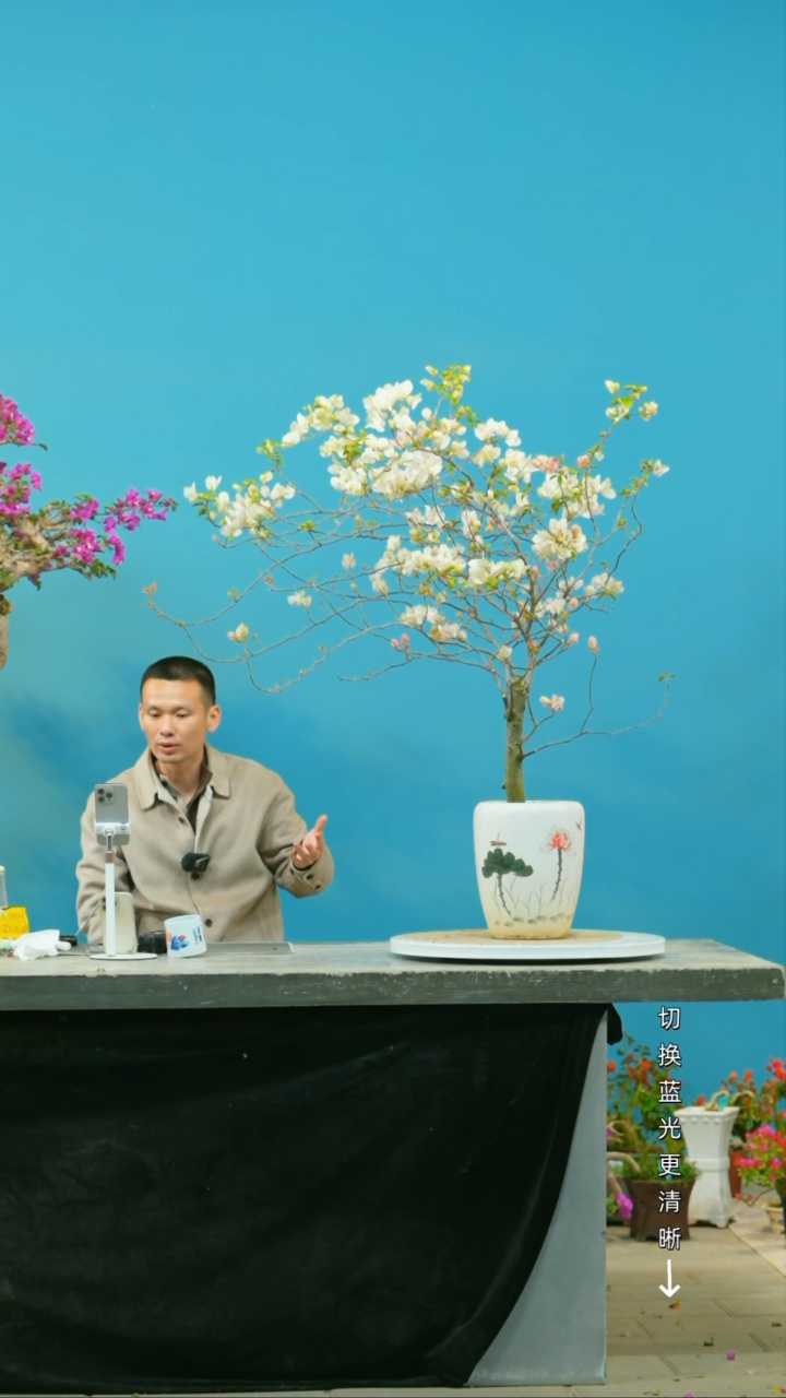 【闪购商品】盆景三角梅盆景