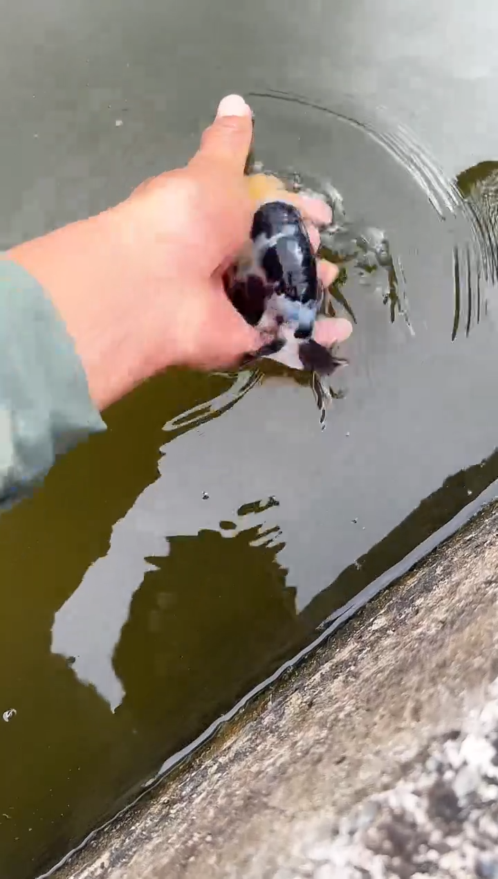 金鱼徐*心观赏鱼金鱼兰寿金鱼