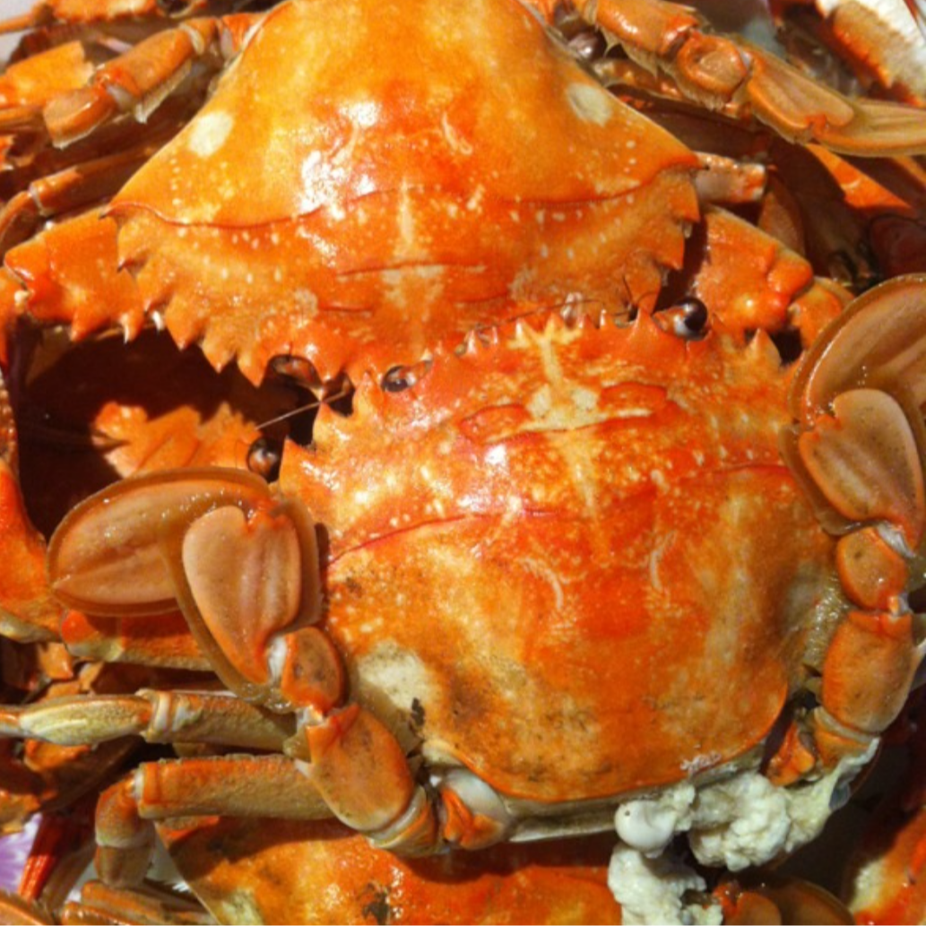 【清蒸】花盖蟹（3斤）-深夜食堂