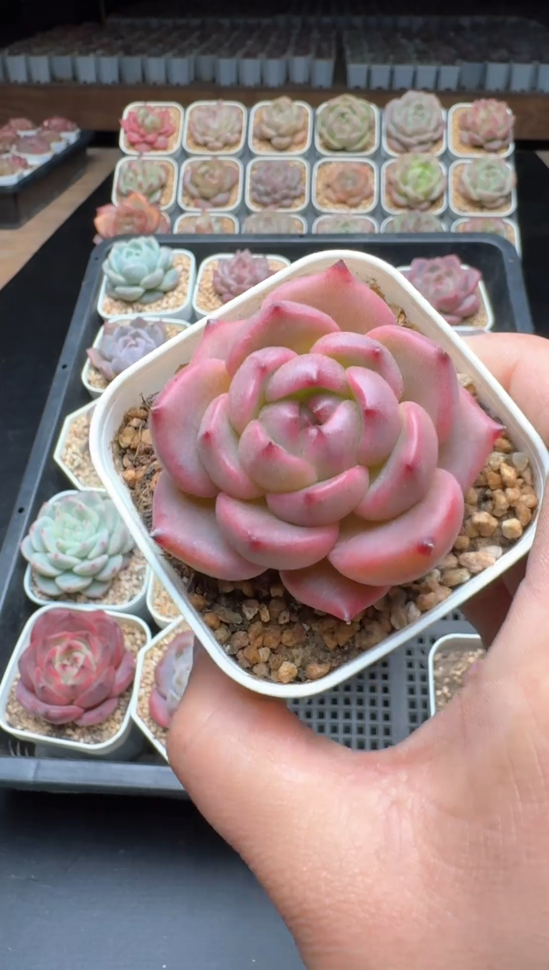 【闪购商品】982号一物一拍珍妮多肉花卉植物3颗起发