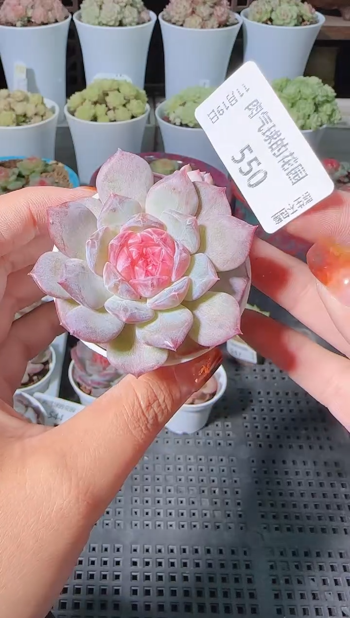 1119-550麦秆群生不包整