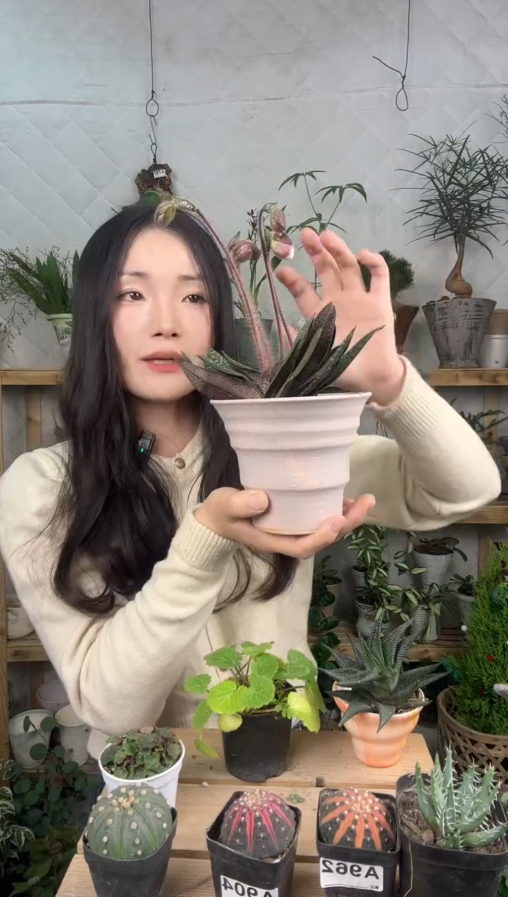 无花朵玉女兜兰加盆一套908