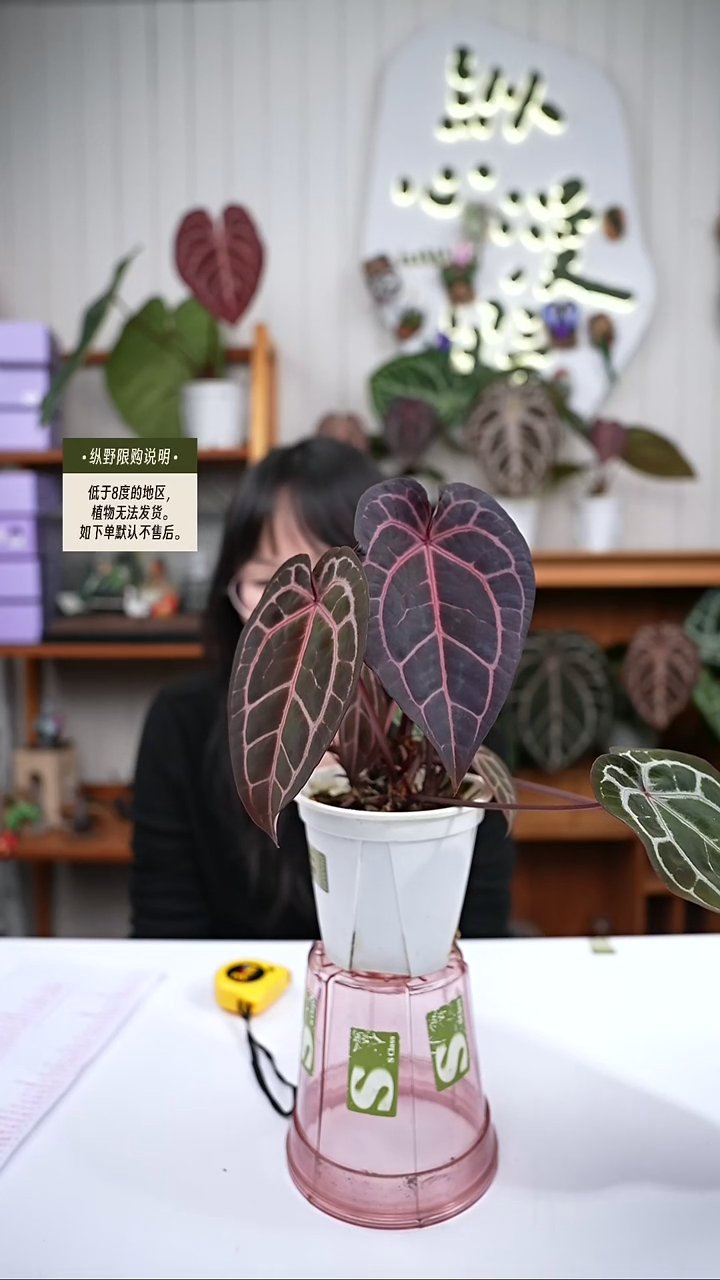 完全开放Y89 米歇尔杂