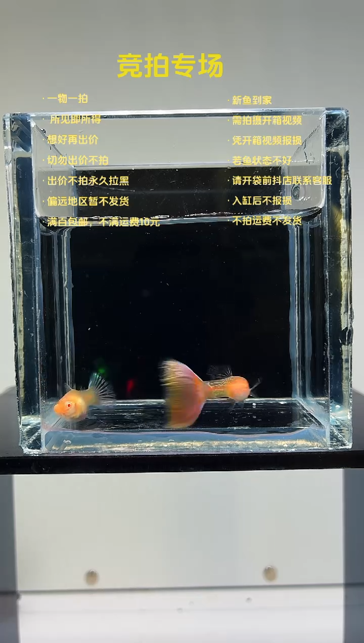 幻彩蕾丝一对-14