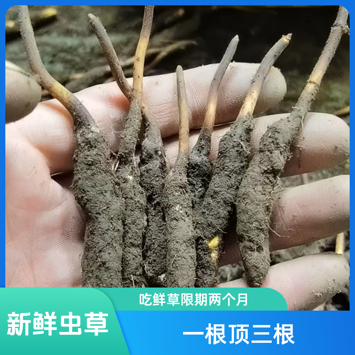 A-中大草《0.7g-1.0g》新鲜/冬虫夏草