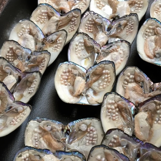 妖王多珠蚌（活体开蚌不退不换）可定制DIY定制成品