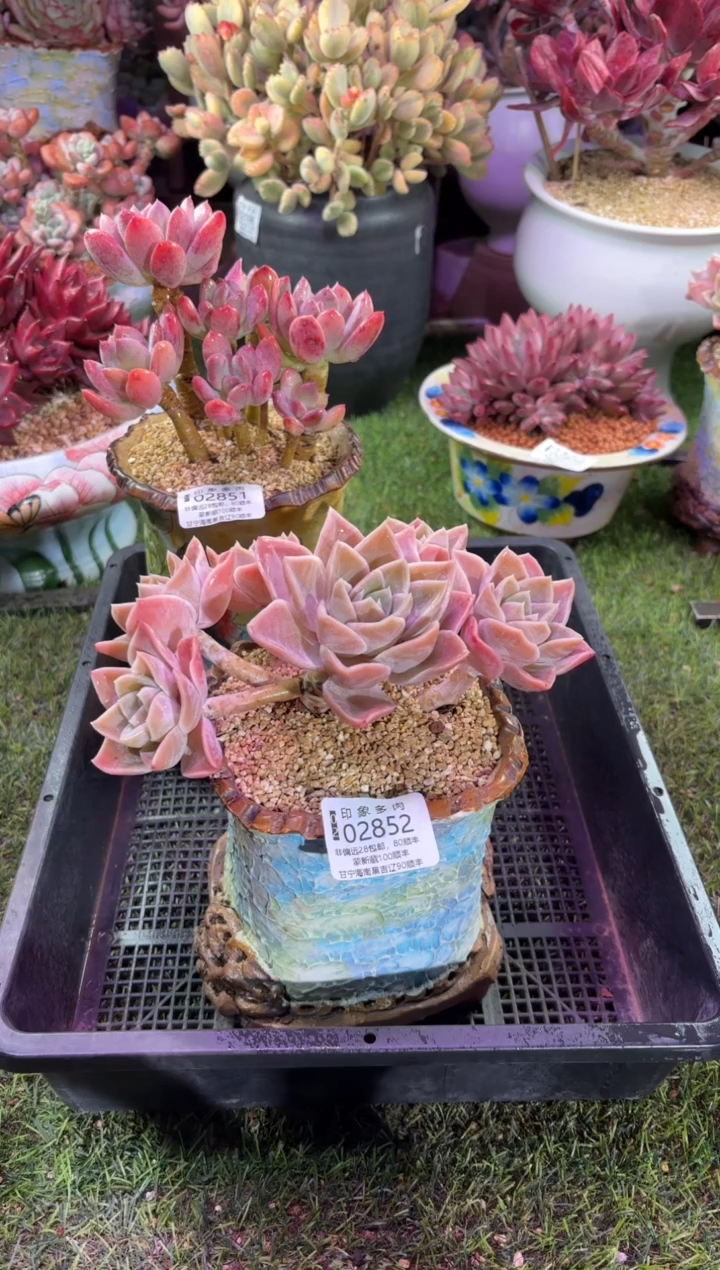 【闪购商品】02852