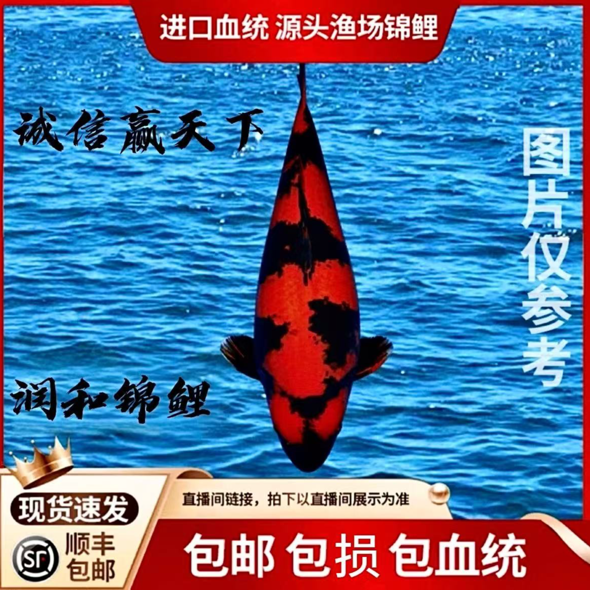 血统自家产锦鲤冷水鱼淡水鱼红白昭和绯血