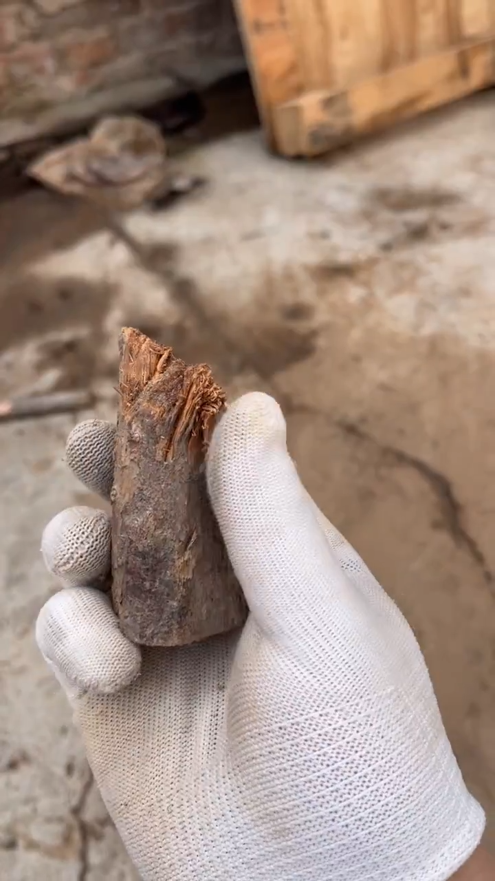 柏木（崖柏）太行崖柏油根