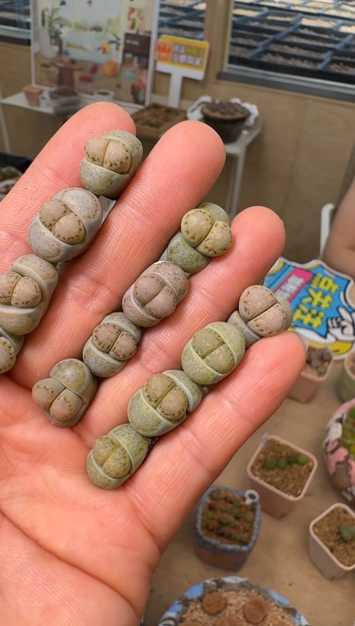 629多肉植物黄绿奶油饼干一颗
