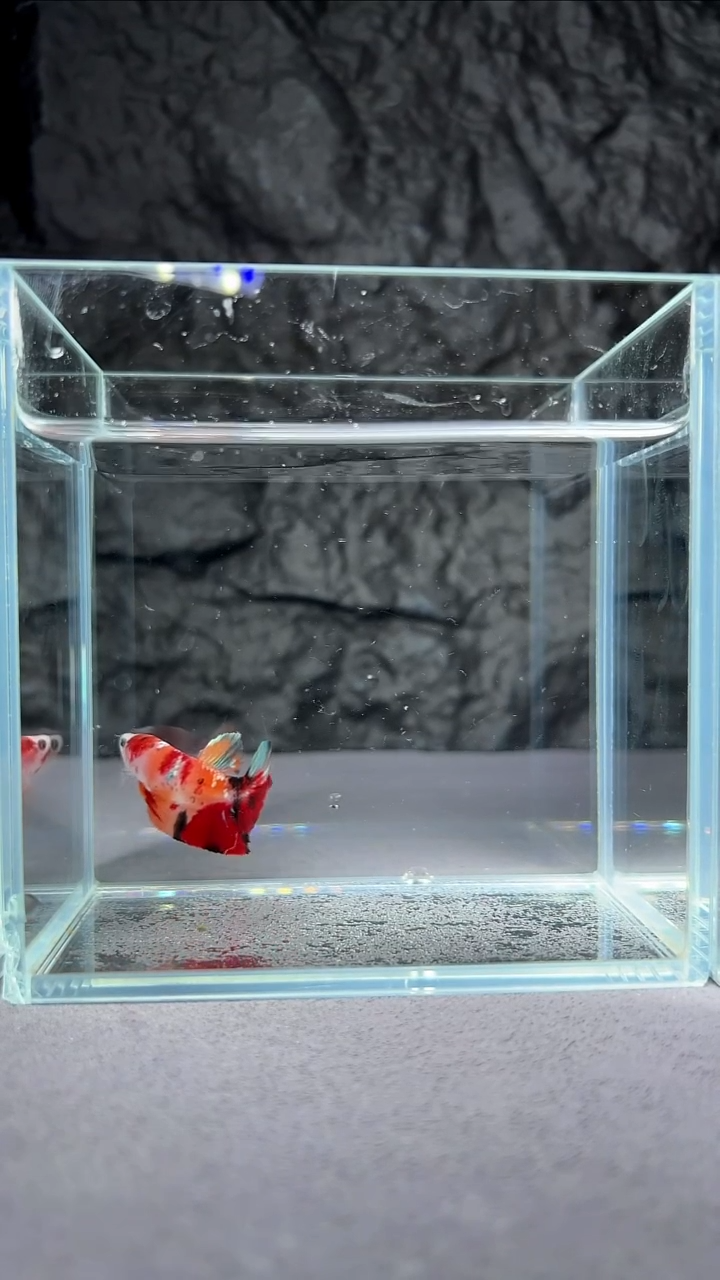 斗鱼竞拍链接S055