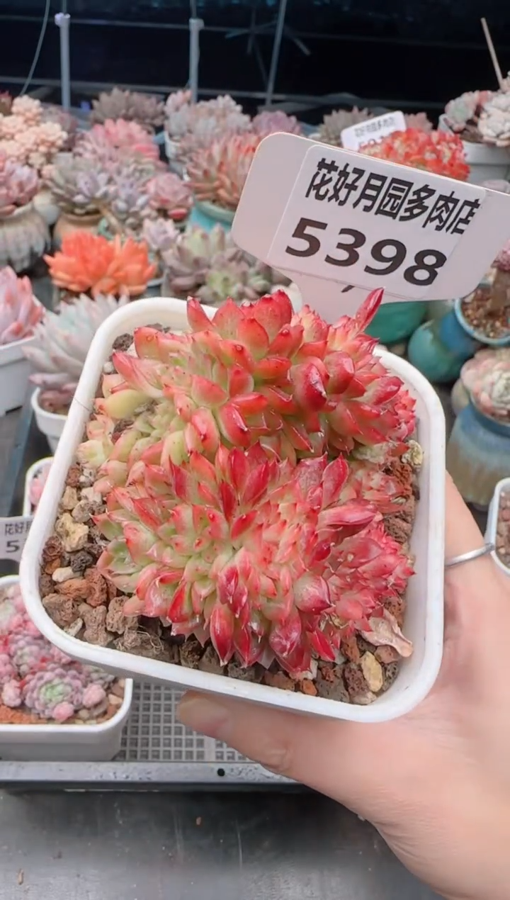 【闪购商品】5398.