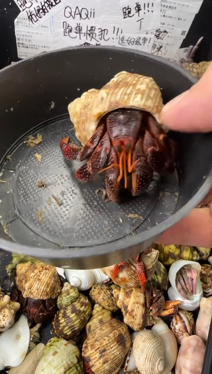 2.8口黑莓一只，不包全品
