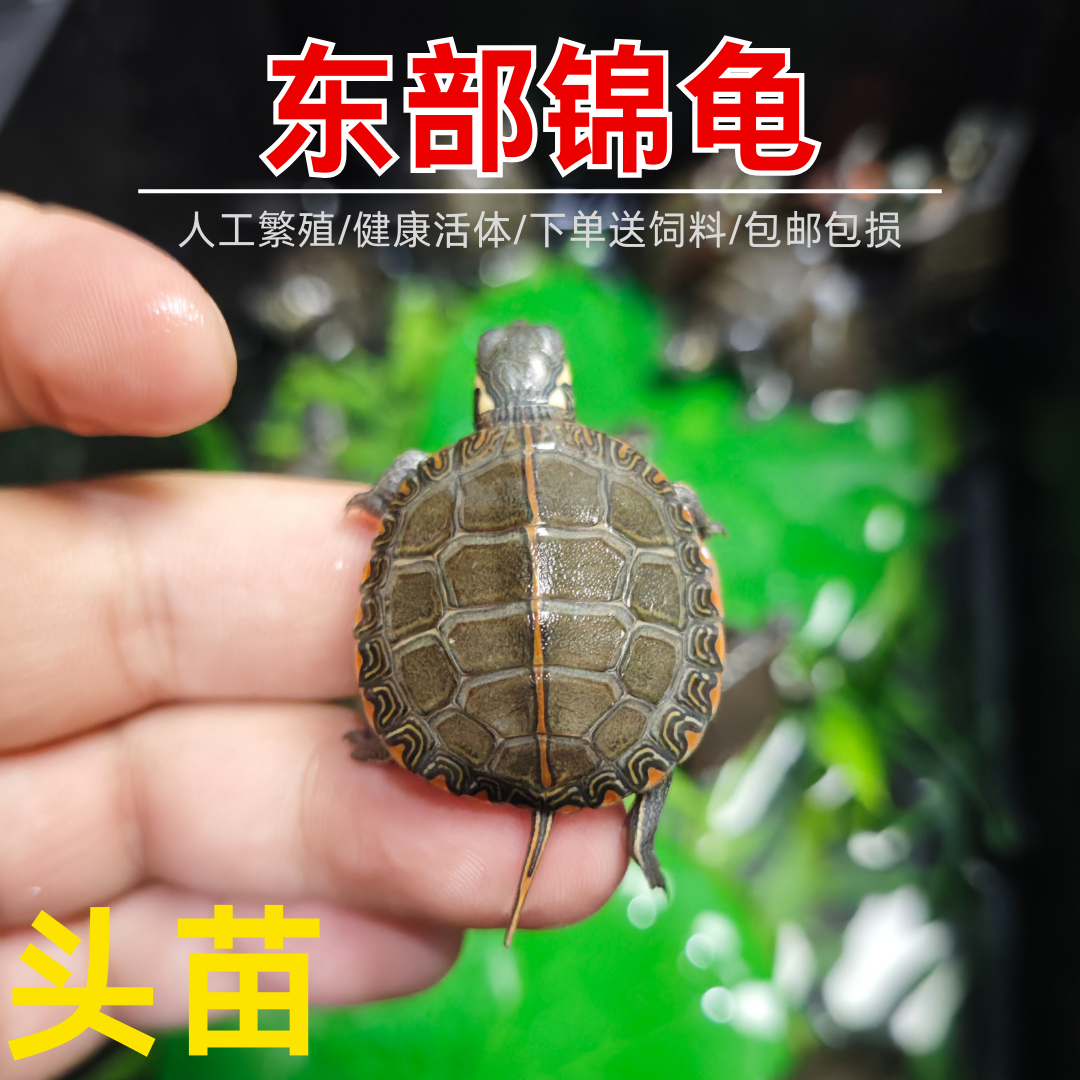 活体小乌龟多种品种可选适合观赏养殖的宠物龟