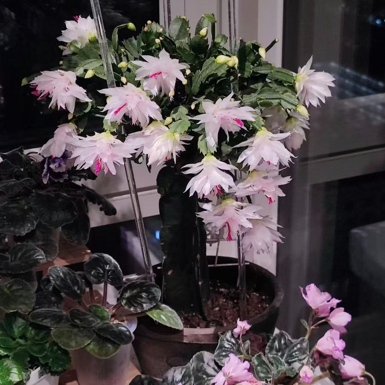 【李先生】嫁接蟹爪兰（白玛丽） 多年生 室内观赏花