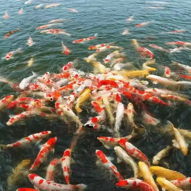 黄牌  1--100号锦鲤观赏鱼  包邮   包损