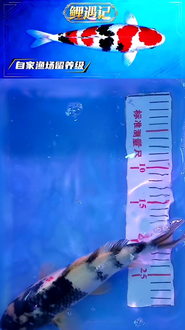 锦鲤12月25日锦鲤20