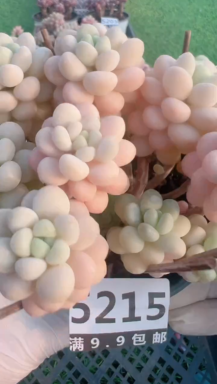 【闪购商品】信福多肉一物一拍