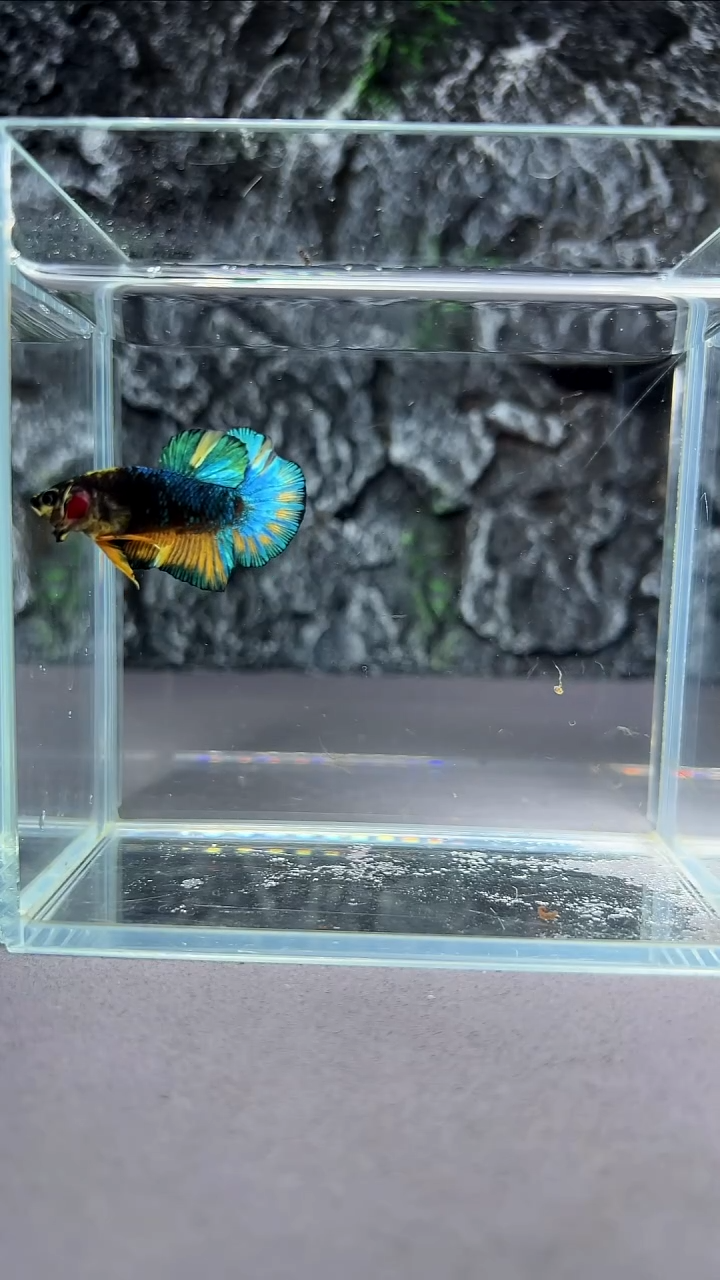 斗鱼竞拍链接A065