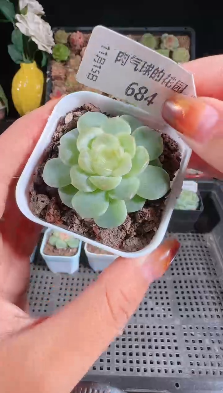 1115-684无尽灯群生不包整