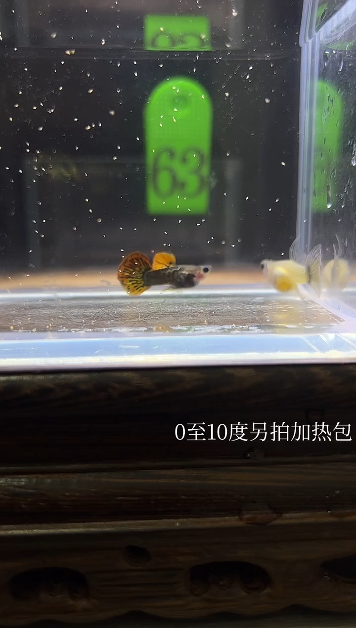 孔雀鱼红龙玻璃猫短C编号63