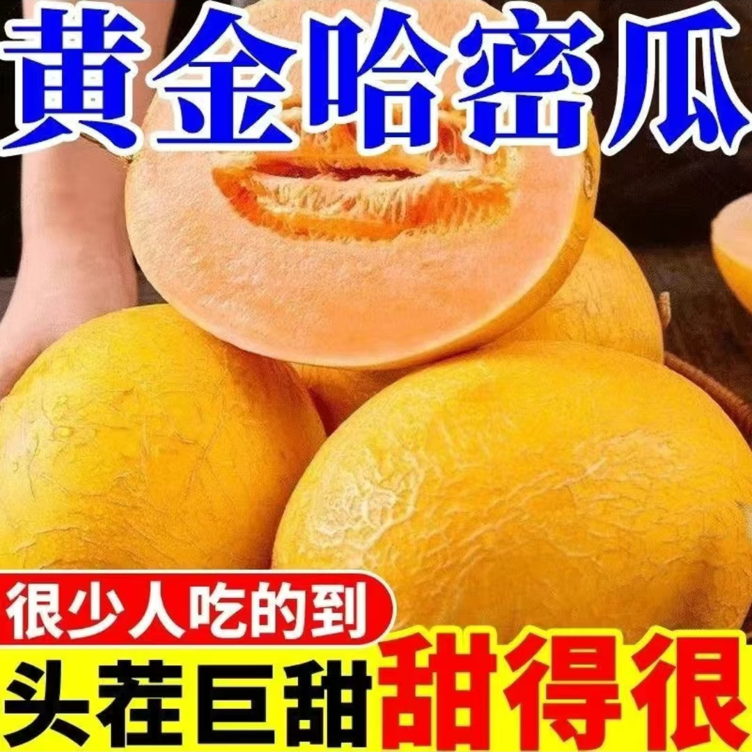 正宗新疆哈密瓜金色年华黄色当季新鲜水果脆甜多汁