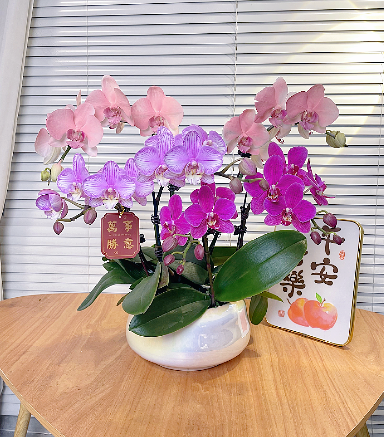 【全家福-蝴蝶兰】艺术组盆 高端鲜花 送礼 家居摆件 基地直发