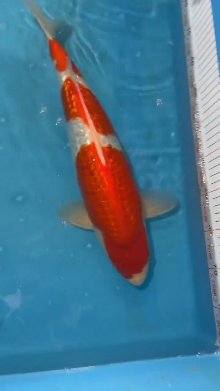 锦鲤太饱锦鲤36cm-48cm不包邮到付具体尺寸和品类以直播间为准