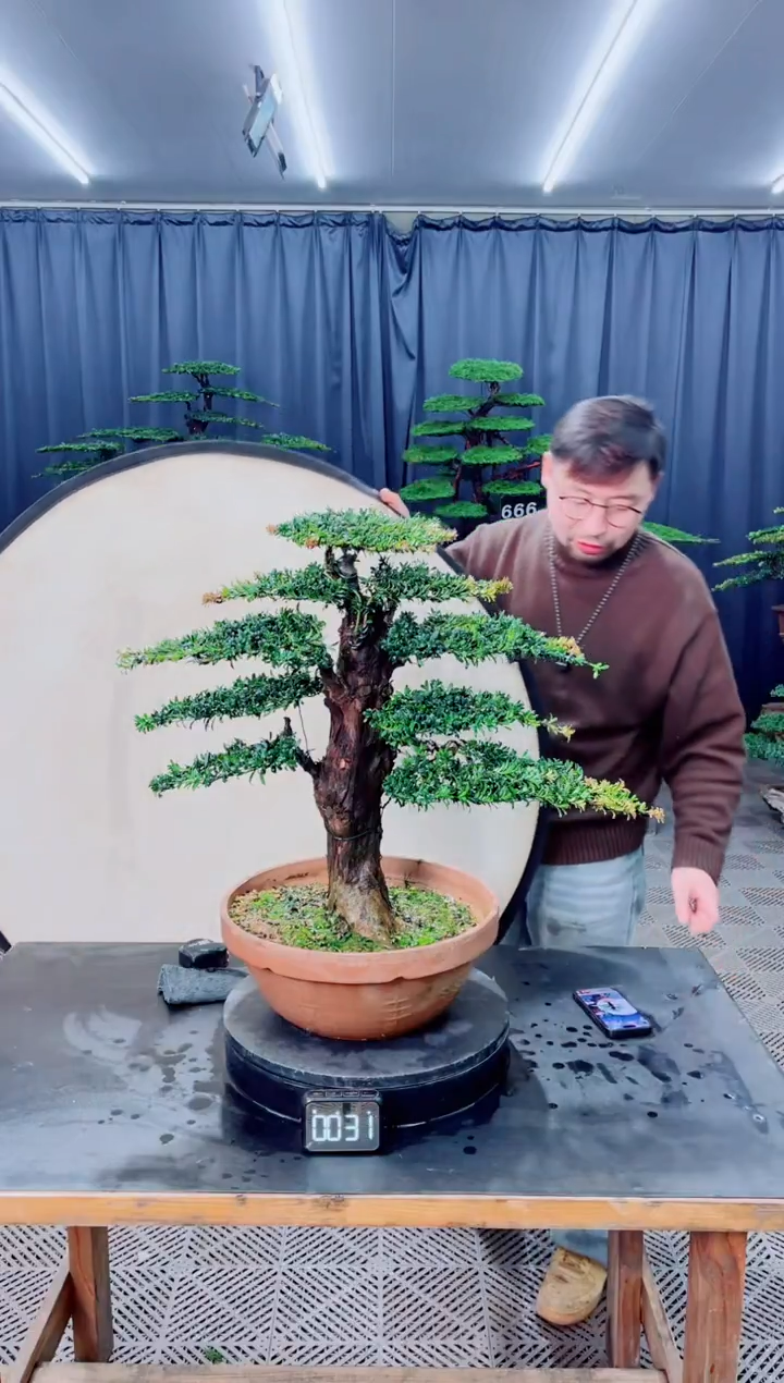 无花朵盆景.......